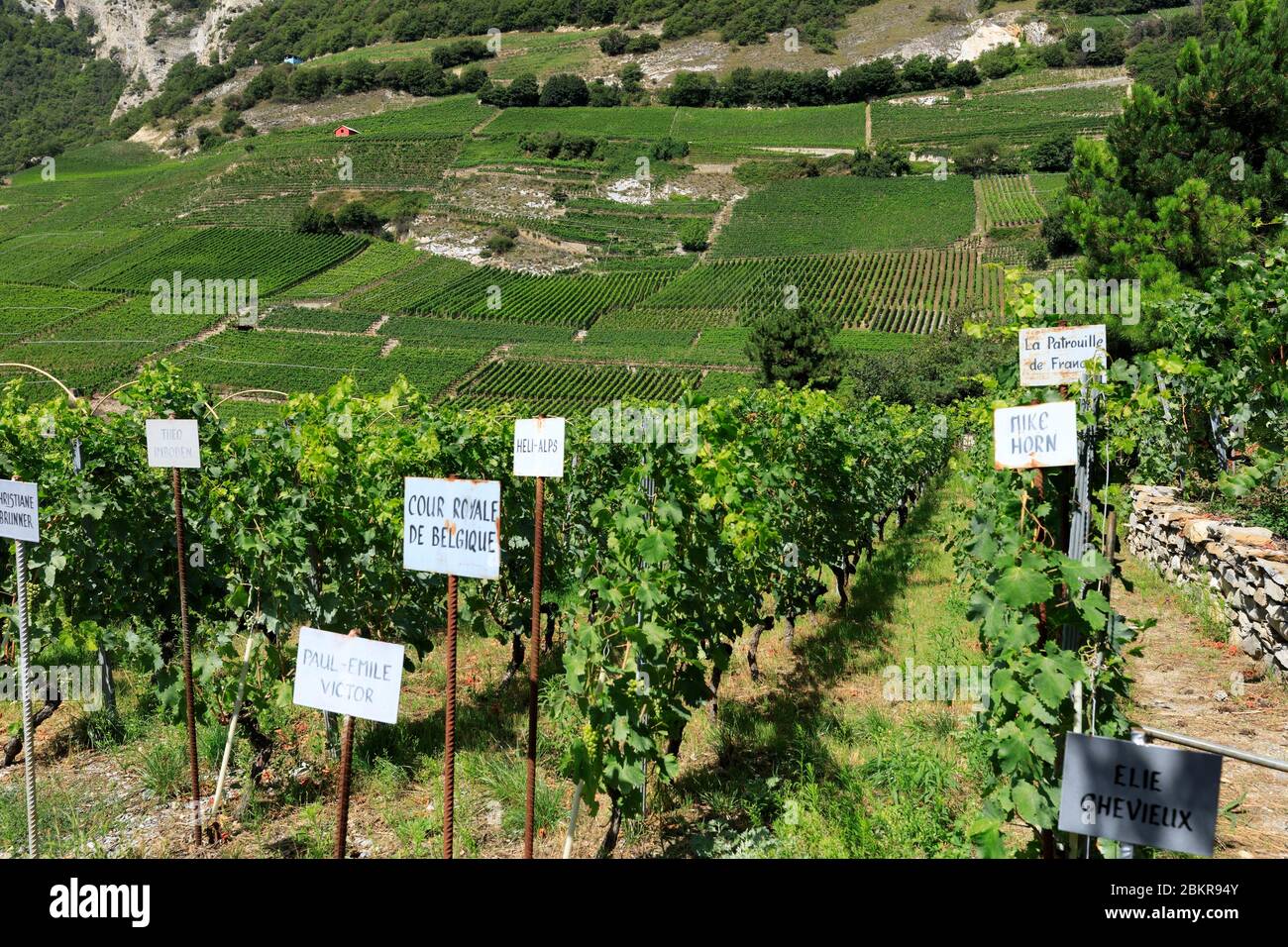Schweiz, Kanton Wallis, Saillon, Weingut in Farinet, der kleinste Weinberg der Welt, der von Weltstars gepflegt wird Stockfoto