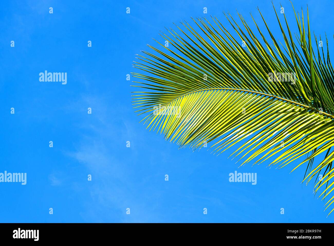 Kokospalmen schöner tropischer Hintergrund, Insel Sansibar, Afrika. Urlaubskonzept. Stockfoto