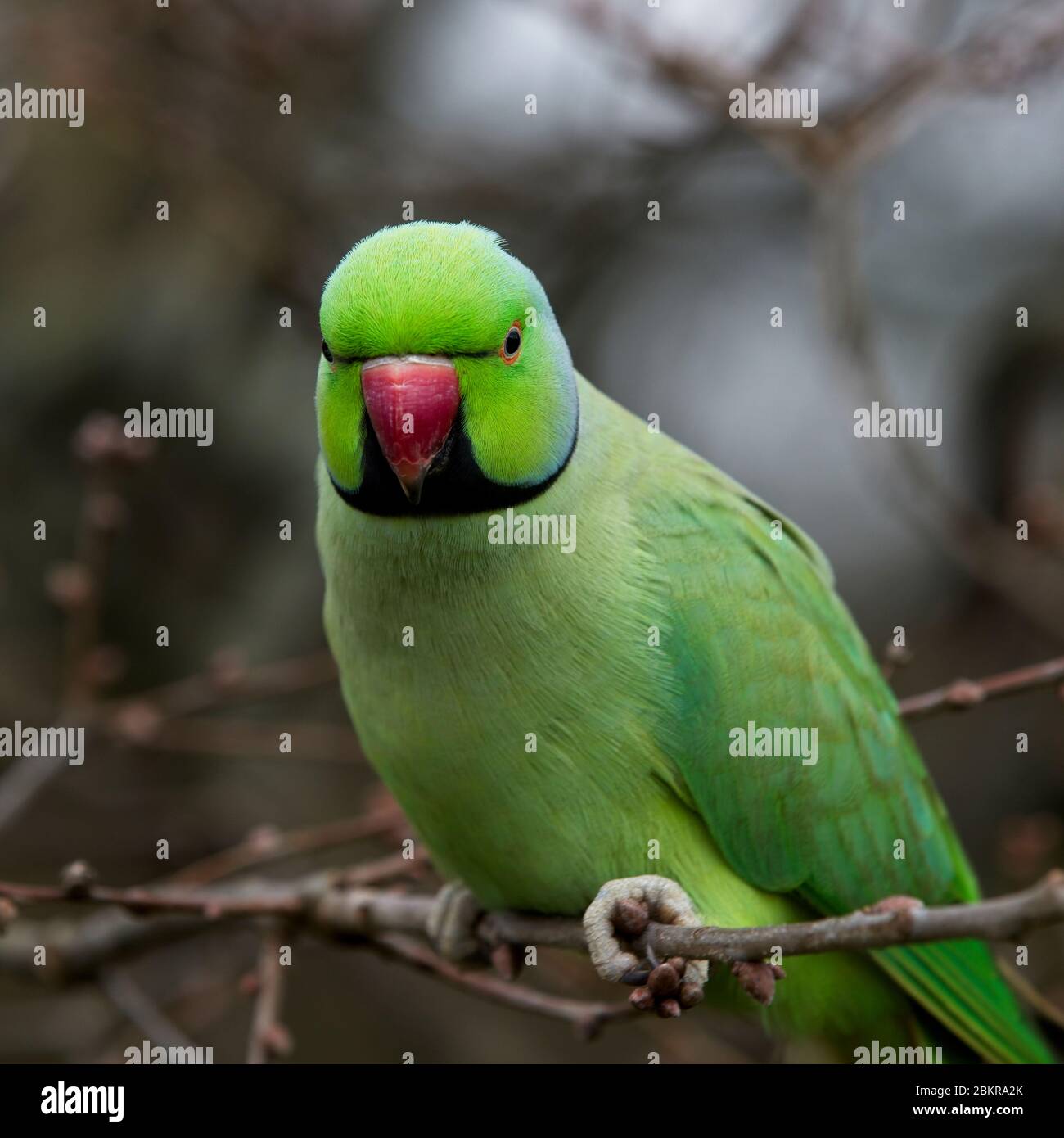 Rosenringensittich (Psittacula krameni), ein Wildvogel in Kensington Gardens, London, England, Großbritannien. Stockfoto