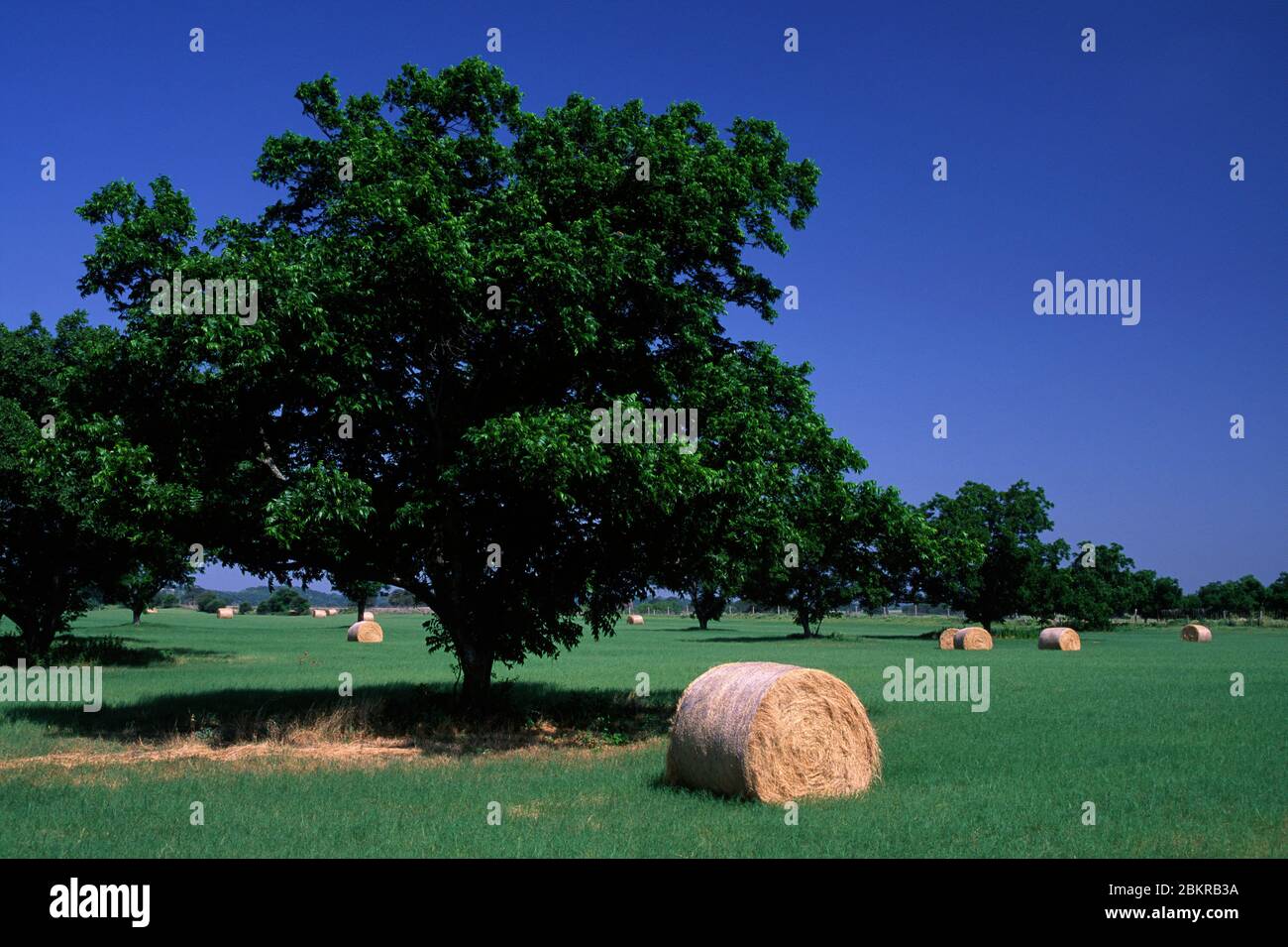 Hayfield, Lampasas County, Texas Stockfoto