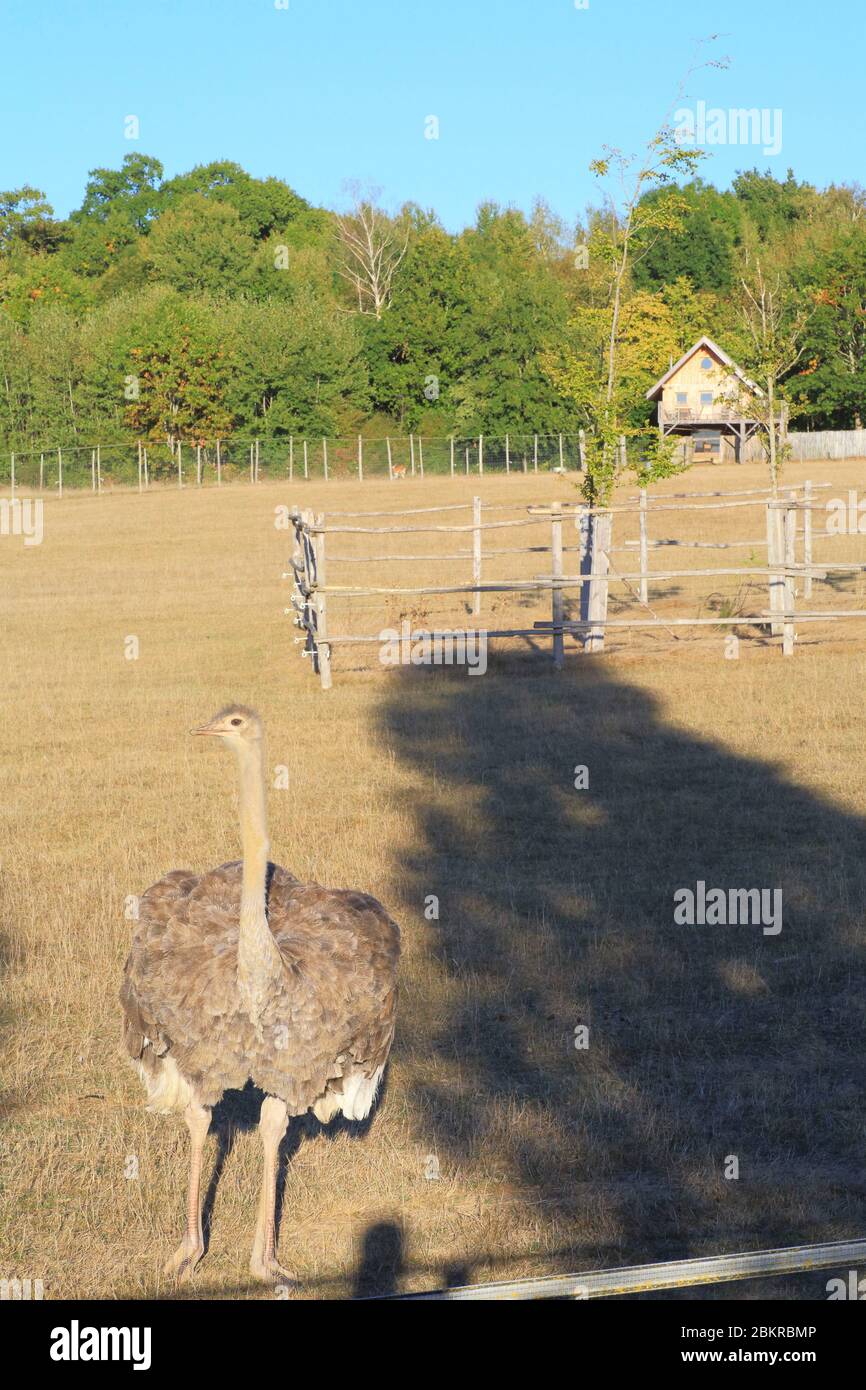 Frankreich, Haute Vienne, Le Vigen, Reynou Zoo Park eröffnet 1997, Strauß mit der Lodge im Hintergrund, wo die Öffentlichkeit schlafen kann Stockfoto