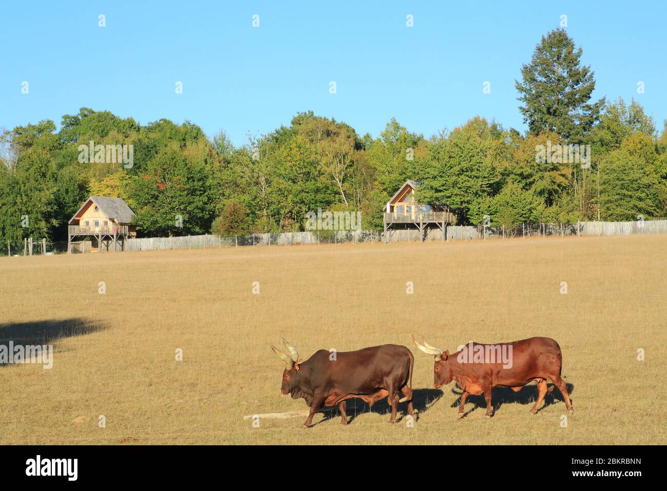 Frankreich, Haute Vienne, Le Vigen, Reynou Zoo Park eröffnet 1997, watusi (Bos taurus primigenius) mit Lodges im Hintergrund, wo die Öffentlichkeit schlafen kann Stockfoto