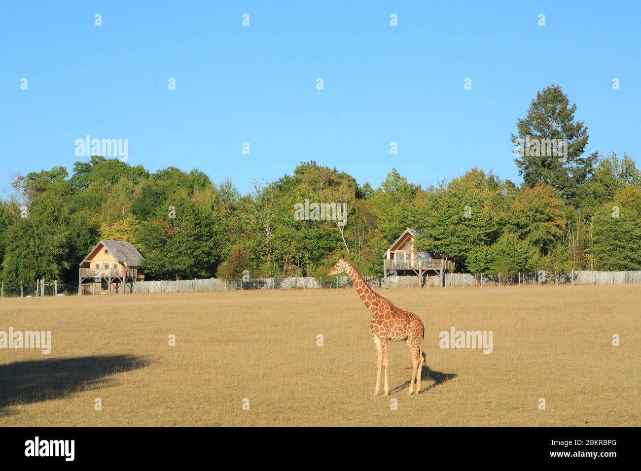 Frankreich, Haute Vienne, Le Vigen, Reynou Zoo Park eröffnet 1997, Giraffe mit Lodges im Hintergrund, wo die Öffentlichkeit schlafen kann Stockfoto