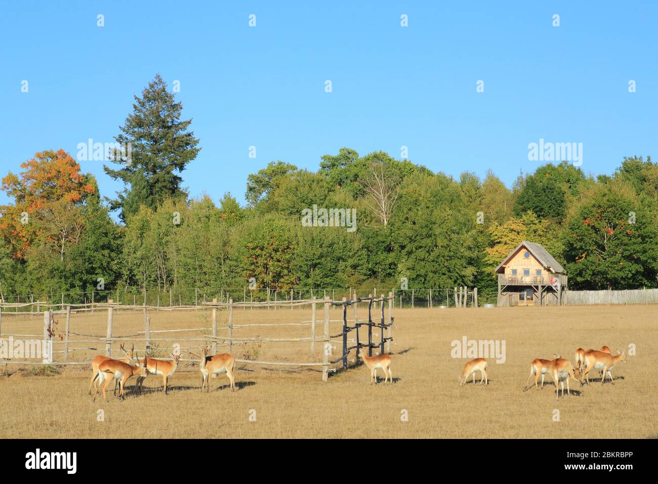 Frankreich, Haute Vienne, Le Vigen, Reynou Zoo Park eröffnet 1997, Cobe de Lechwe (Kobus leche) mit der Lodge im Hintergrund, wo die Öffentlichkeit schlafen kann Stockfoto