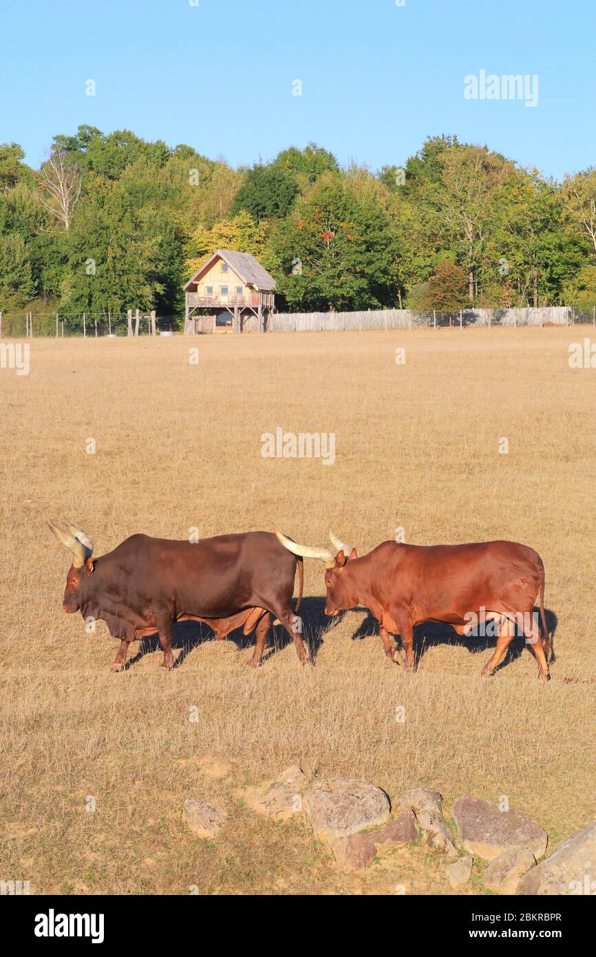 Frankreich, Haute Vienne, Le Vigen, Reynou Zoo Park eröffnet 1997, watusi (Bos taurus primigenius) mit der Lodge im Hintergrund, wo die Öffentlichkeit schlafen kann Stockfoto