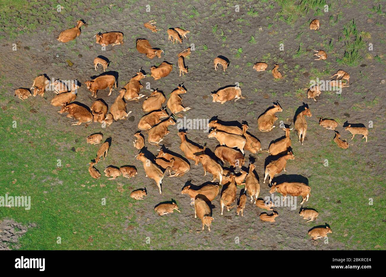 Frankreich, Loiret, Chilleurs-aux-Bois, Herde Kühe auf einer Wiese, Luftaufnahme Stockfoto