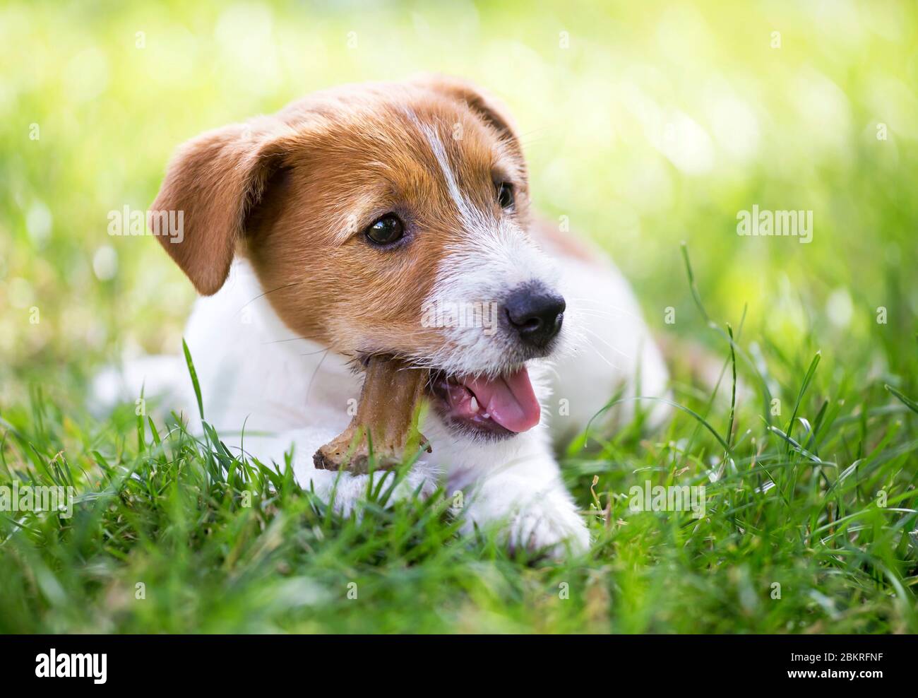 Jack Russell Puppy Food Stockfotos und bilder Kaufen Alamy Jack Russell Terrier Hund Überprüfung Zähnen eines Welpen