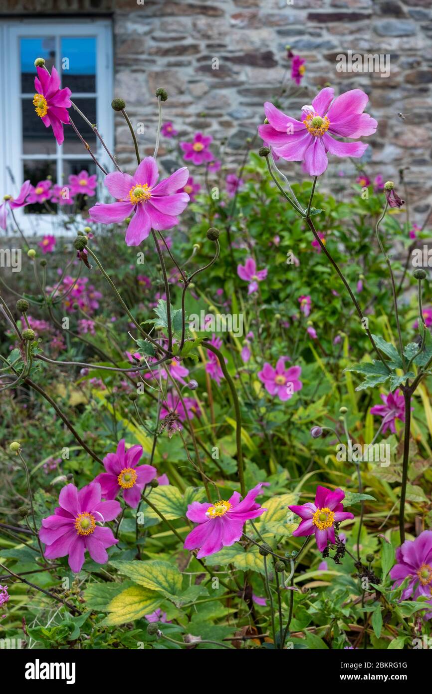 Japanische Anemone, blühend im kleinen Vorgarten in Dittisham, Devon Stockfoto