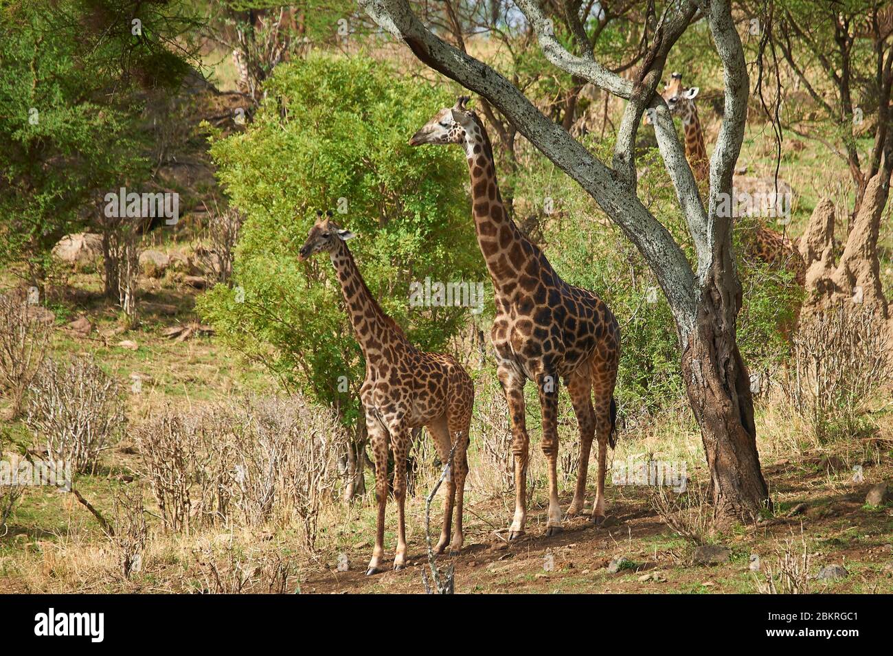 Eine Gruppe von Giraffen, die bergab zu einem nahe gelegenen Fluss laufen Stockfoto