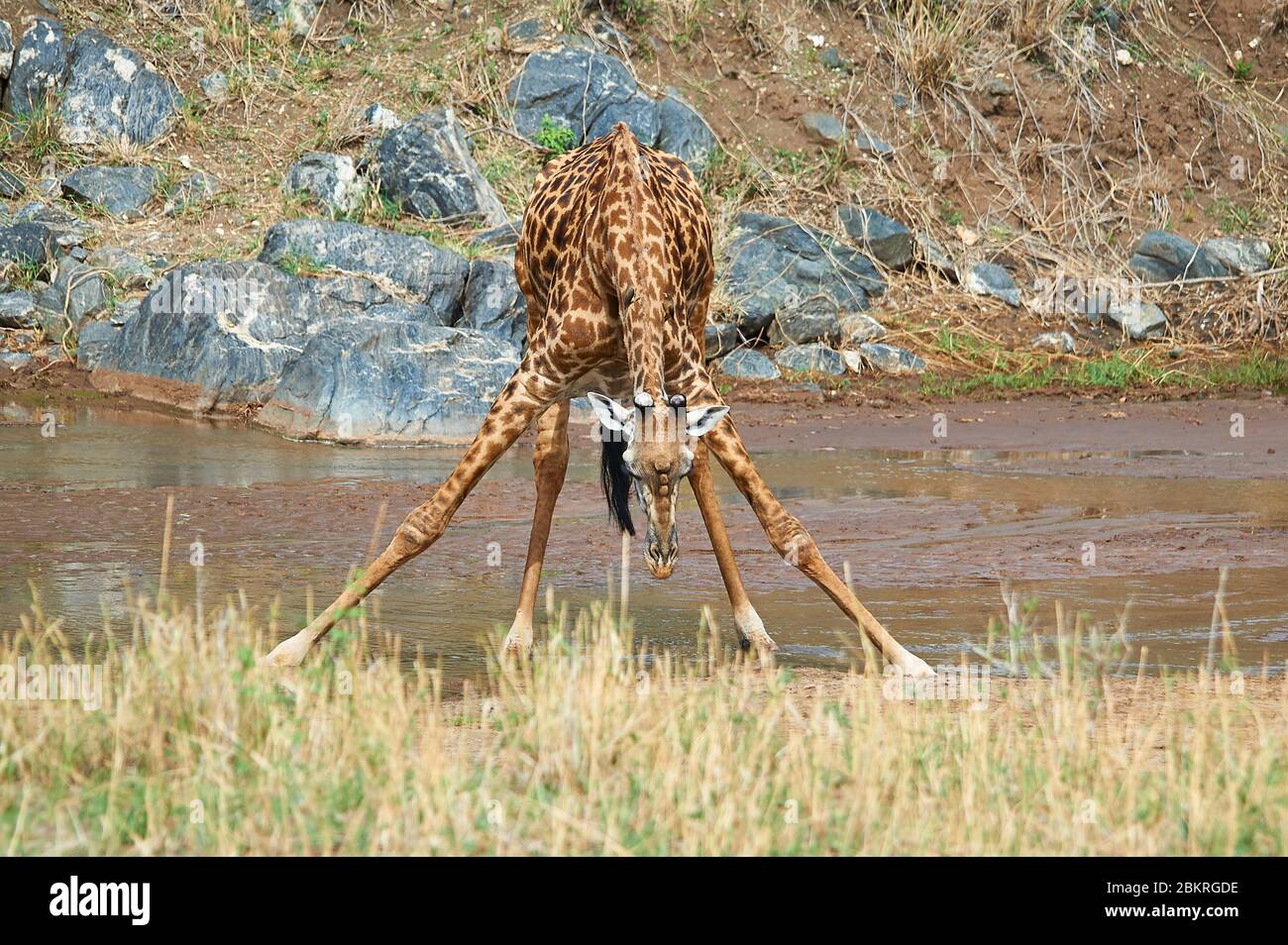 Eine juvenile Giraffe, die ihre Vorderbeine umspannt, um zu trinken. Eine harte Übung, um Wasser zu bekommen Stockfoto