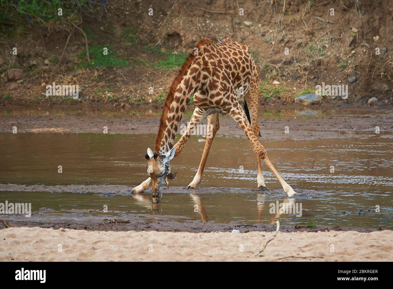 Eine juvenile Giraffe, die ihre Vorderbeine umspannt, um zu trinken. Eine harte Übung, um Wasser zu bekommen Stockfoto