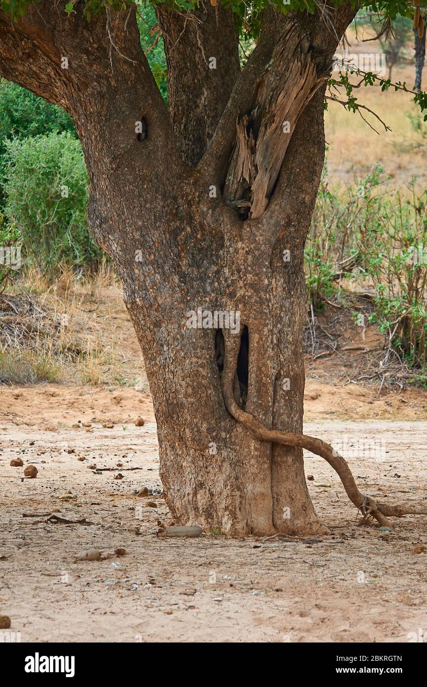 Ein Wurstbaum mit einer Luftwurzel, die einen Elefanten nachahmt Stockfoto