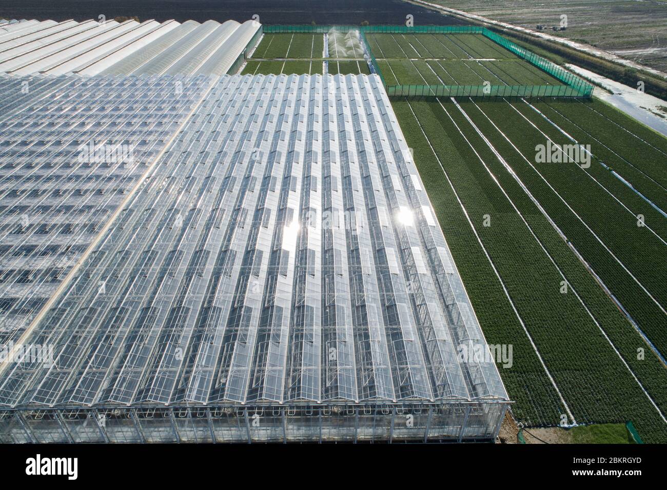 Frankreich, Bouches du Rhone, Pflanzen der Provence, Gewächshaus, Produktion von Gartenpflanzen (Luftaufnahme) Stockfoto