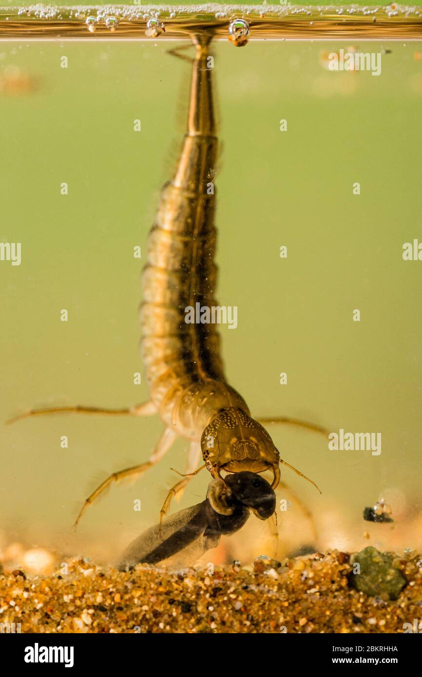 Larve im wasser mit gefangener kaulquappe Fotos und Bildmaterial in