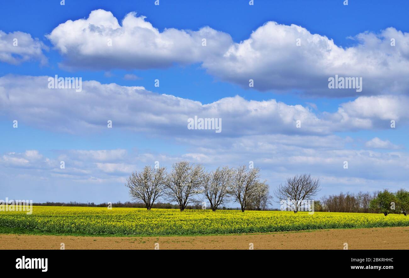 Ländliche Landschaft mit blühenden Bäumen und Rapsfeld an einem Frühlingstag Stockfoto