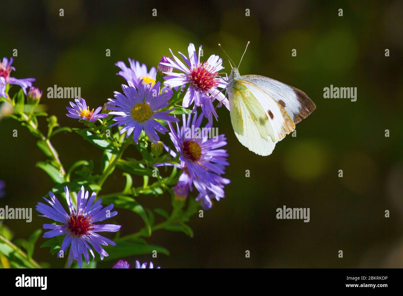 Frankreich, Morbihan, La Vraie Croix, Papillon Pie & # x301; Kohlritt auf einer Aster-Blume Stockfoto