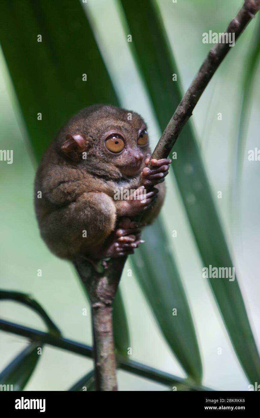 Philippinen, Visayas Archipel, Bohol Insel, Chocolate Hills, kleiner Tarsier Affe im Dschungel Stockfoto