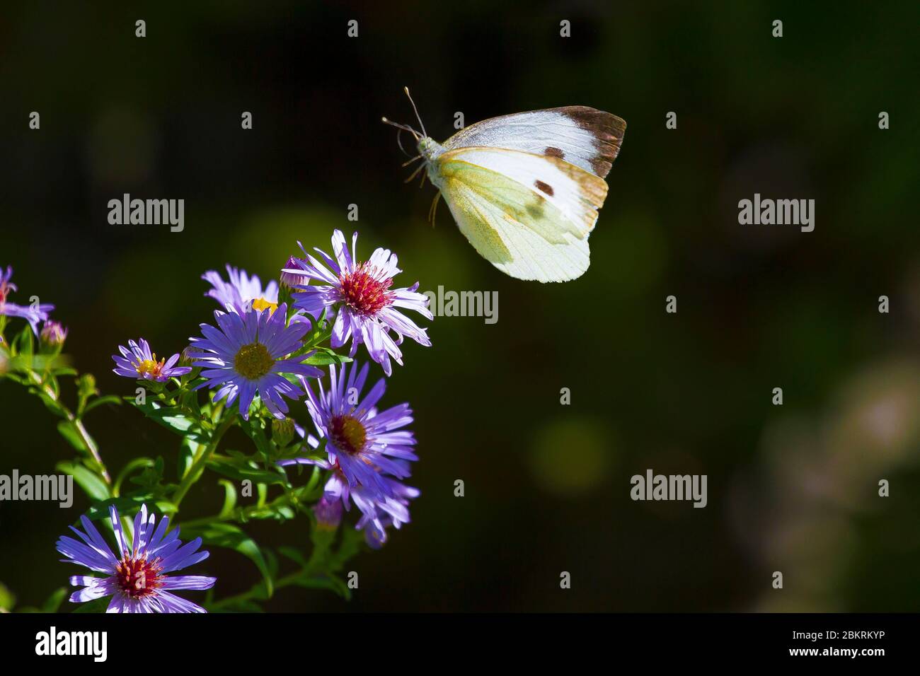 Frankreich, Morbihan, La Vraie Croix, Papillon Pie & # x301; Kohlritt auf einer Aster-Blume Stockfoto
