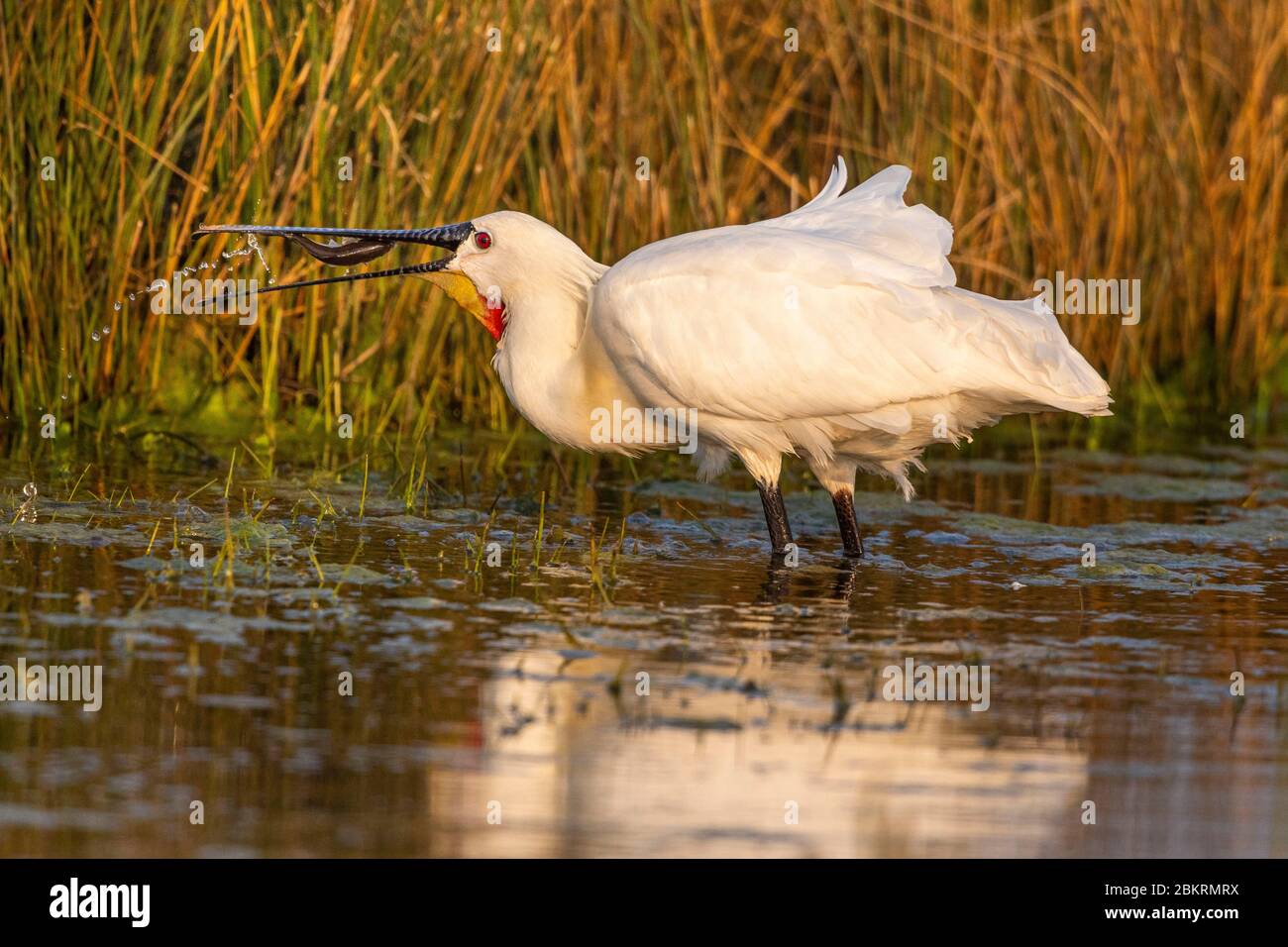 Frankreich, Somme, Baie de Somme, Le Crotoy, Marais du Crotoy, Löffelfischen (Platalea leucorodia - Eurasischer Löffelfisch) Stockfoto