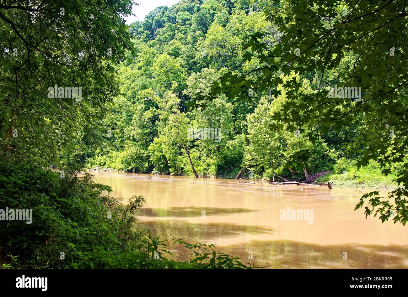Green River, bezeichnet hervorragende Ressource Wasser, schlammig, Baum gesäumte Ufer, Natur, Mammoth Cave National Park; USA, Kentucky; Mammoth Cave; KY; spri Stockfoto
