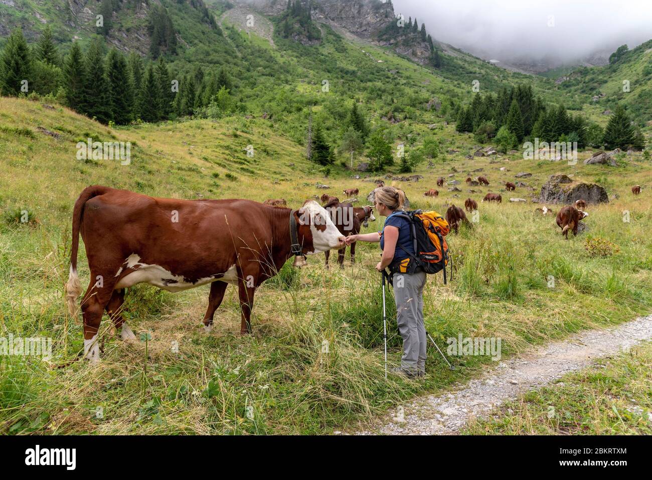 Frankreich, Haute Savoie, Massiv du Chablais, val d'Abondance, Wanderer streicheln eine Abondance Kuh Stockfoto