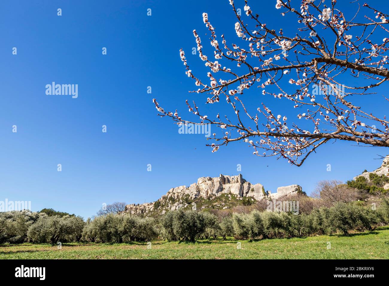 Frankreich, Bouches-du-Rh?ne, regionaler Naturpark Alpilles, Les Baux-de-Provence, Mandelblüten, Olivenplantage und die Ruinen der befestigten Burg aus dem 11. Jahrhundert Stockfoto