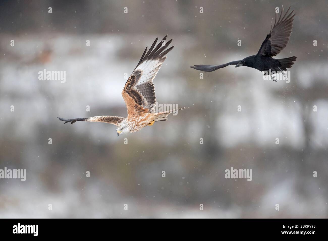 Frankreich, Cantal, Murat, Rotkite, (Milvus milvus) Grand corbeau (Corvus corax) Stockfoto