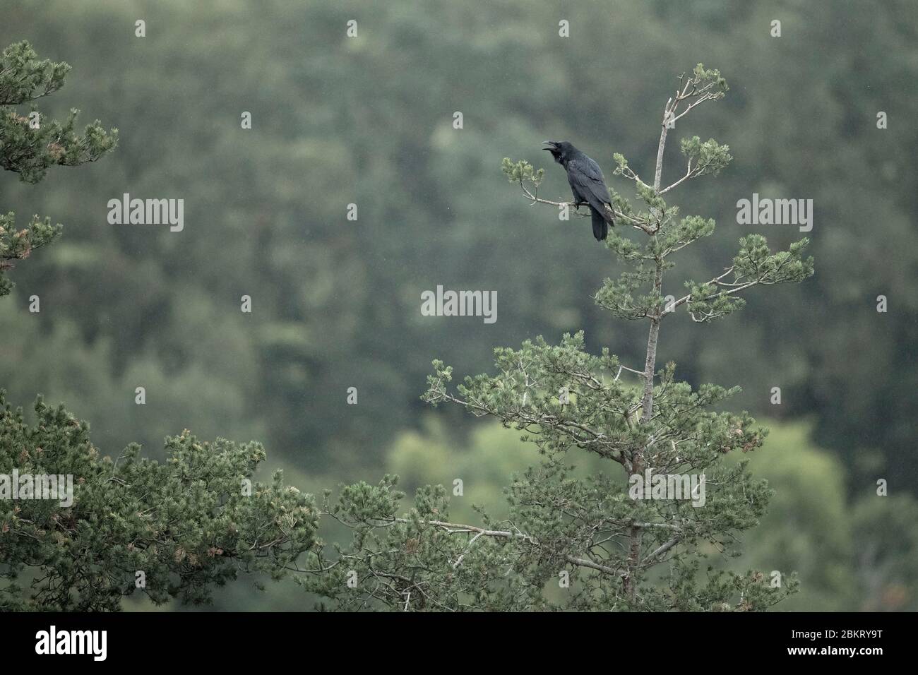 Frankreich, Cantal, Murat, Grand corbeau, (Corvus corax) Stockfoto