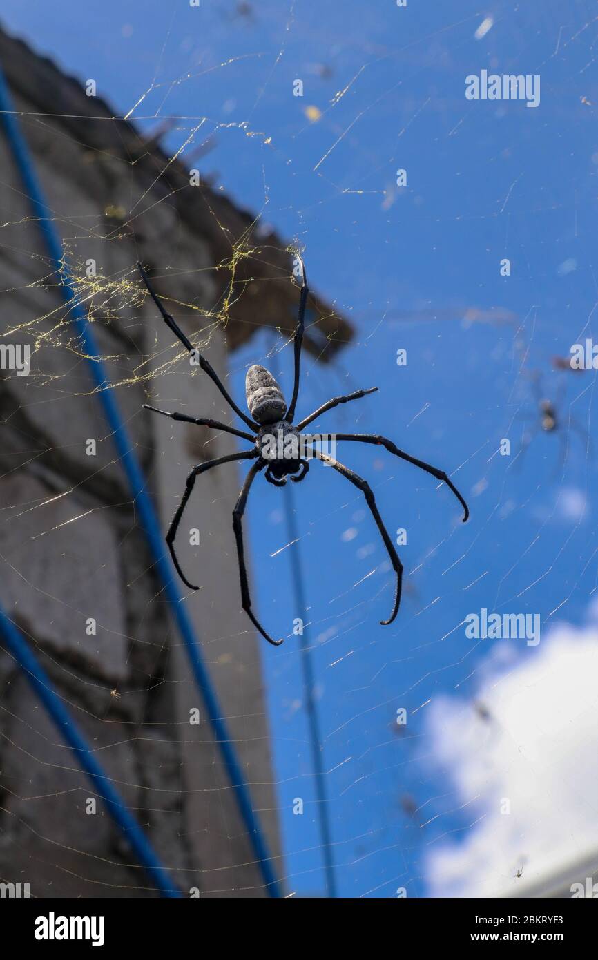 Nahaufnahme von großen Spinnen auf Spinnennetzen zwischen Wänden und  Dächern von Häusern auf Bali. Vor dem Hintergrund der grauen Ziegelwand und  blauen Himmel mit w Stockfotografie - Alamy