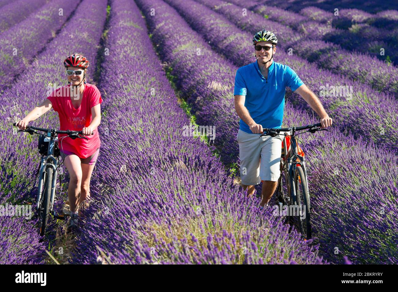 Frankreich, Drome Valence, ViaRhona, Radfahrer vorbei an Lavendelfeldern Stockfoto