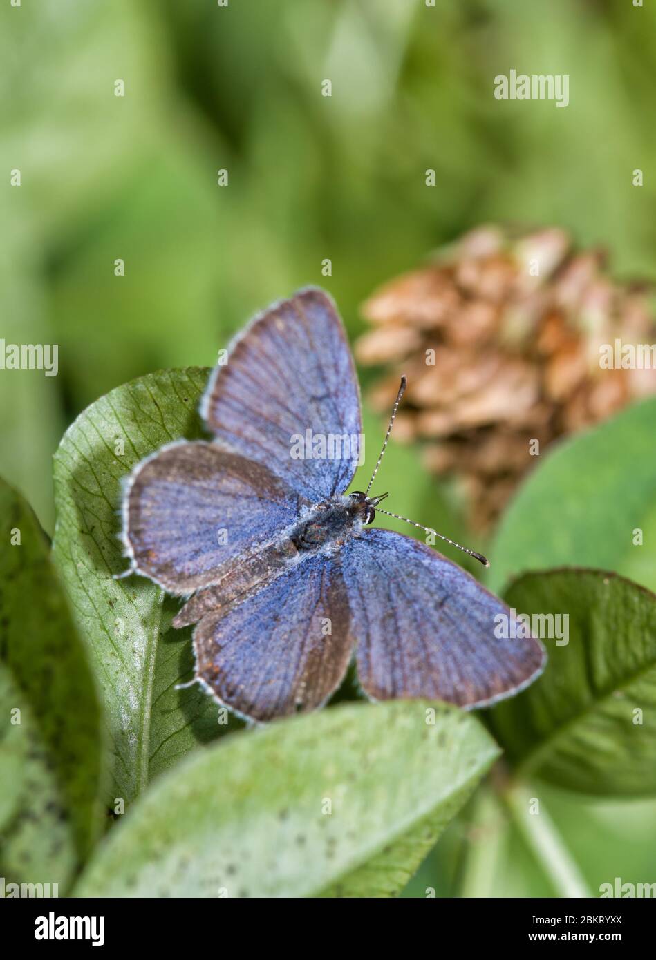 Dorsale Ansicht eines winzigen, männlichen östlichen tailed-blauen Schmetterlings, der auf seiner Wirtspflanze, Klee ruht Stockfoto