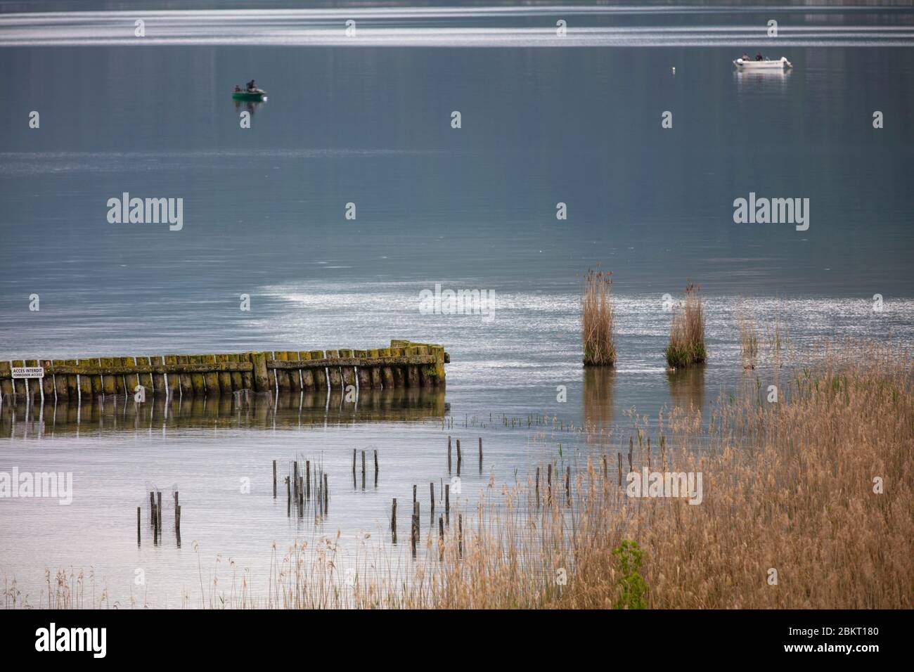 Frankreich, Haute Savoie, Annecy, See von Annecy, Schilfbeete im Reservat des Endes des Sees Stockfoto