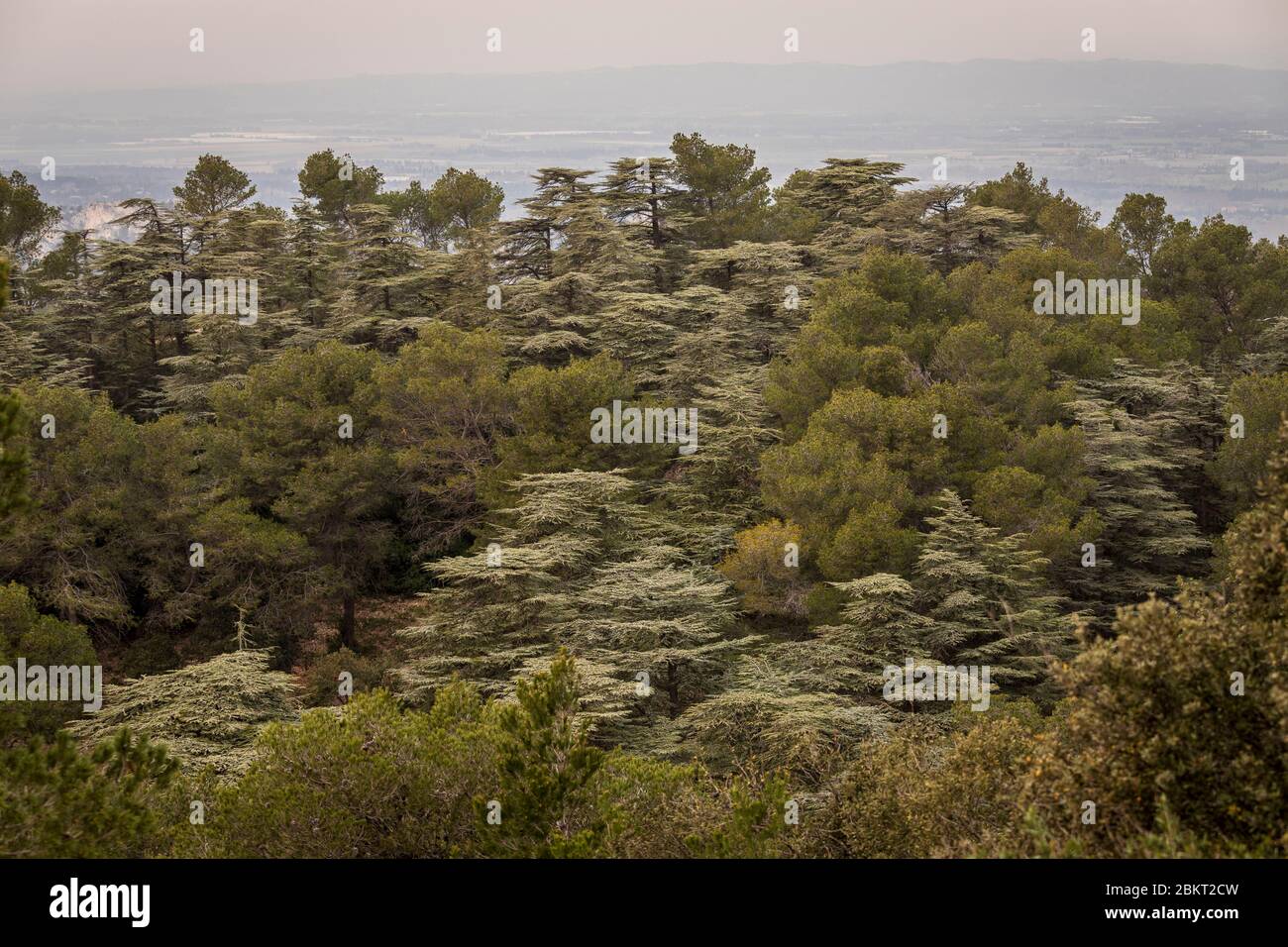 Frankreich, Bouches-du-Rh?ne, regionaler Naturpark Alpilles, Saint-R?my-de-Provence, Aleppo und Zedernkiefernwald Stockfoto