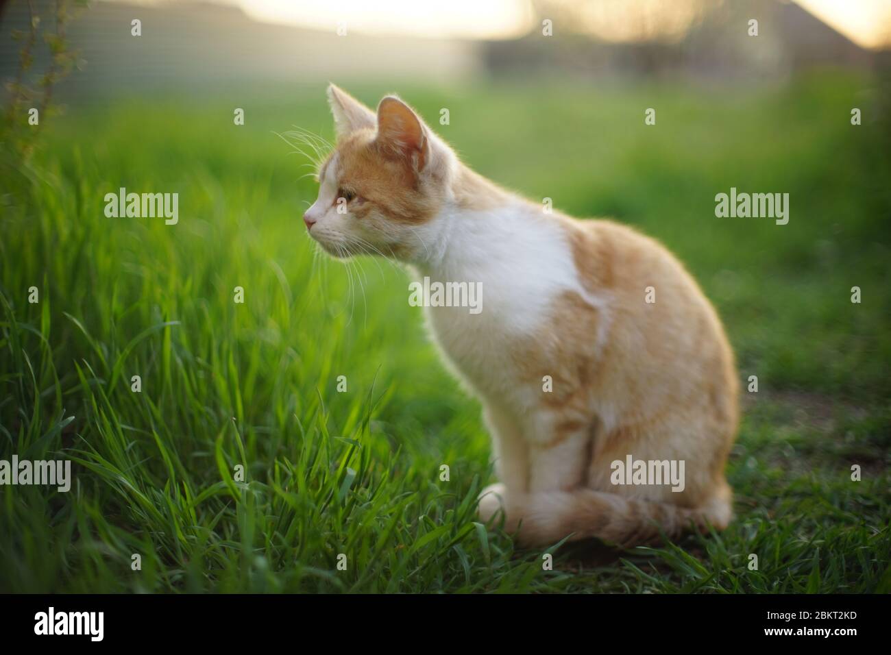 Niedliche Ingwer Katze schnüffelt sitzen in einem Frühlingsgarten Stockfoto