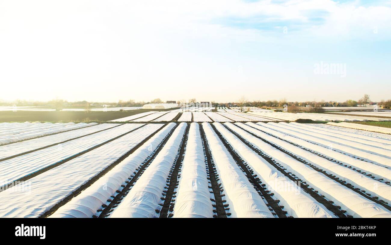 Farmer Plantagen Felder mit Spunbond agrofiber bedeckt. Einsatz von Technologie in der Landwirtschaft für eine frühere und höhere Ernte. Verbesserung des Überlebens und e Stockfoto