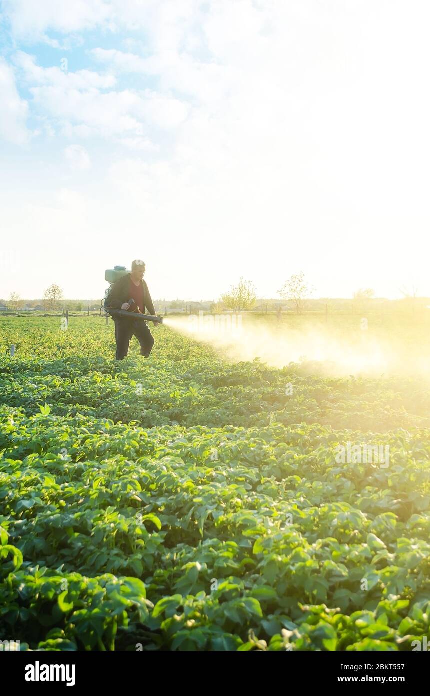 Ein Bauer sprüht eine Kartoffelplantage mit Pestiziden. Schutz vor Insektenpflanzen und Pilzinfektionen. Der Einsatz von Chemikalien in der Landwirtschaft. Agri Stockfoto