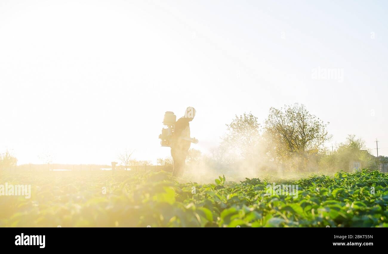 Landwirt sprüht Pflanzen mit Pestiziden in den frühen Morgenstunden. Schutz vor Insekten- und Pilzinfektionen. Landwirtschaft und Agrarindustrie, Landwirtschaft Stockfoto