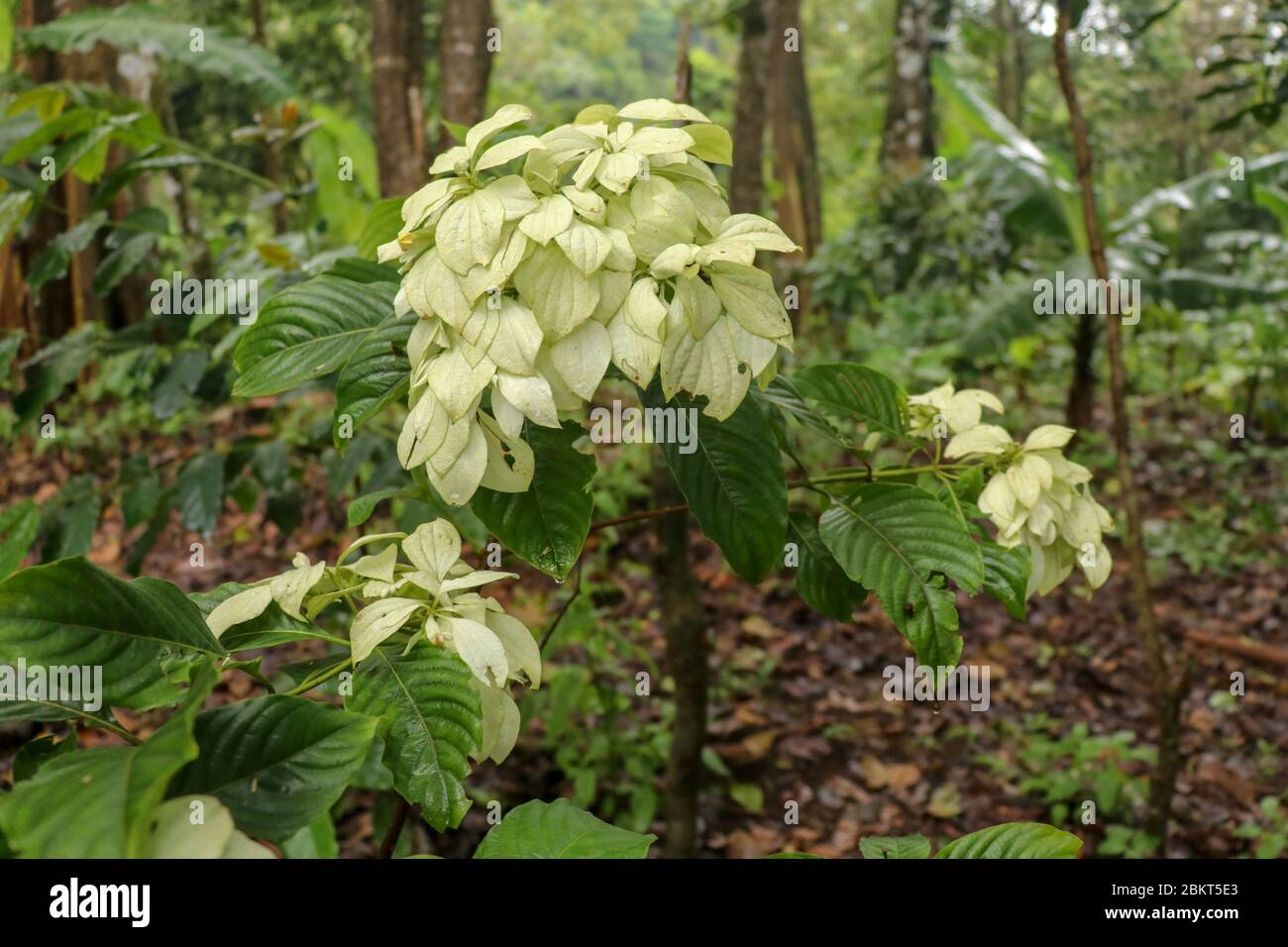 Mussaenda erythrophylla weiß gelbe Blume, allgemein bekannt als Ashanti Blut, rote Flagge Busch und tropischen Hundehühner. Mussaenda philippica, Dona Luz oder do Stockfoto