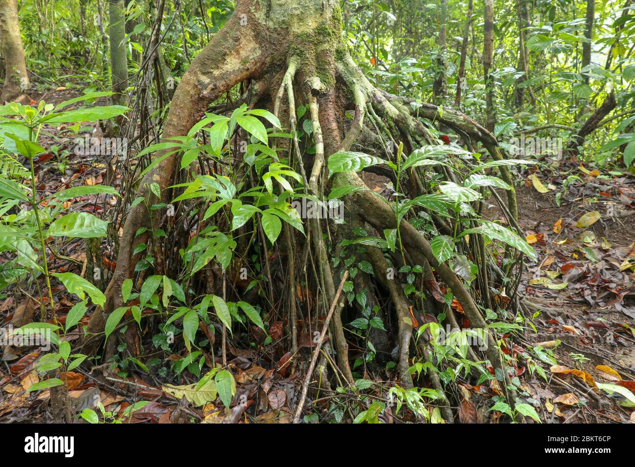 Verzweigte Wurzelsystem eines tropischen Baumes im Regenwald. Wurzeln