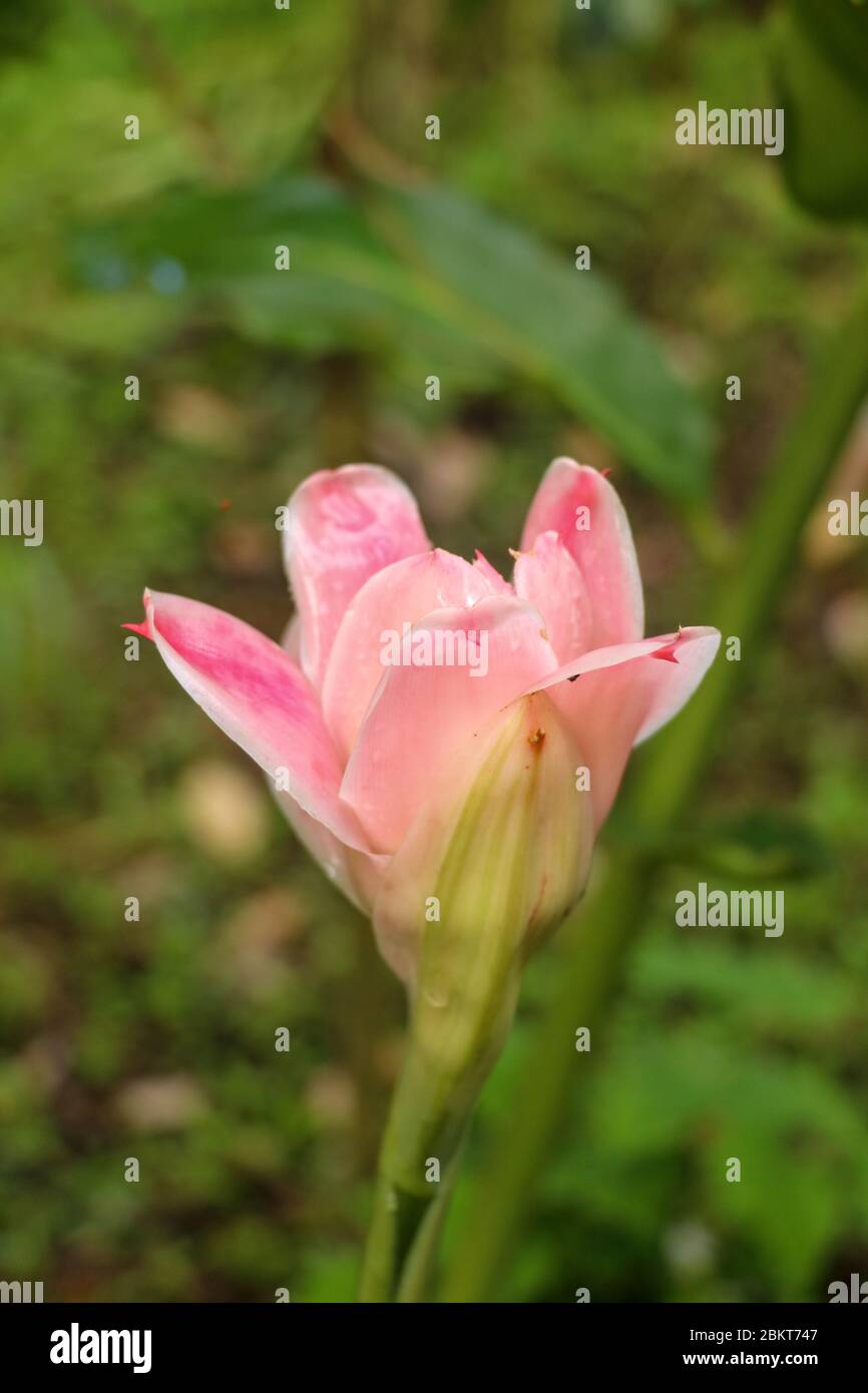 Etlingera elatior ROTE FACKEL INGWERBLUME. Die schöne exotische Ingwerpflanze, die einzigartige rote Blüten und große grüne Blätter bekommt. Es ist eine Art von Stockfoto