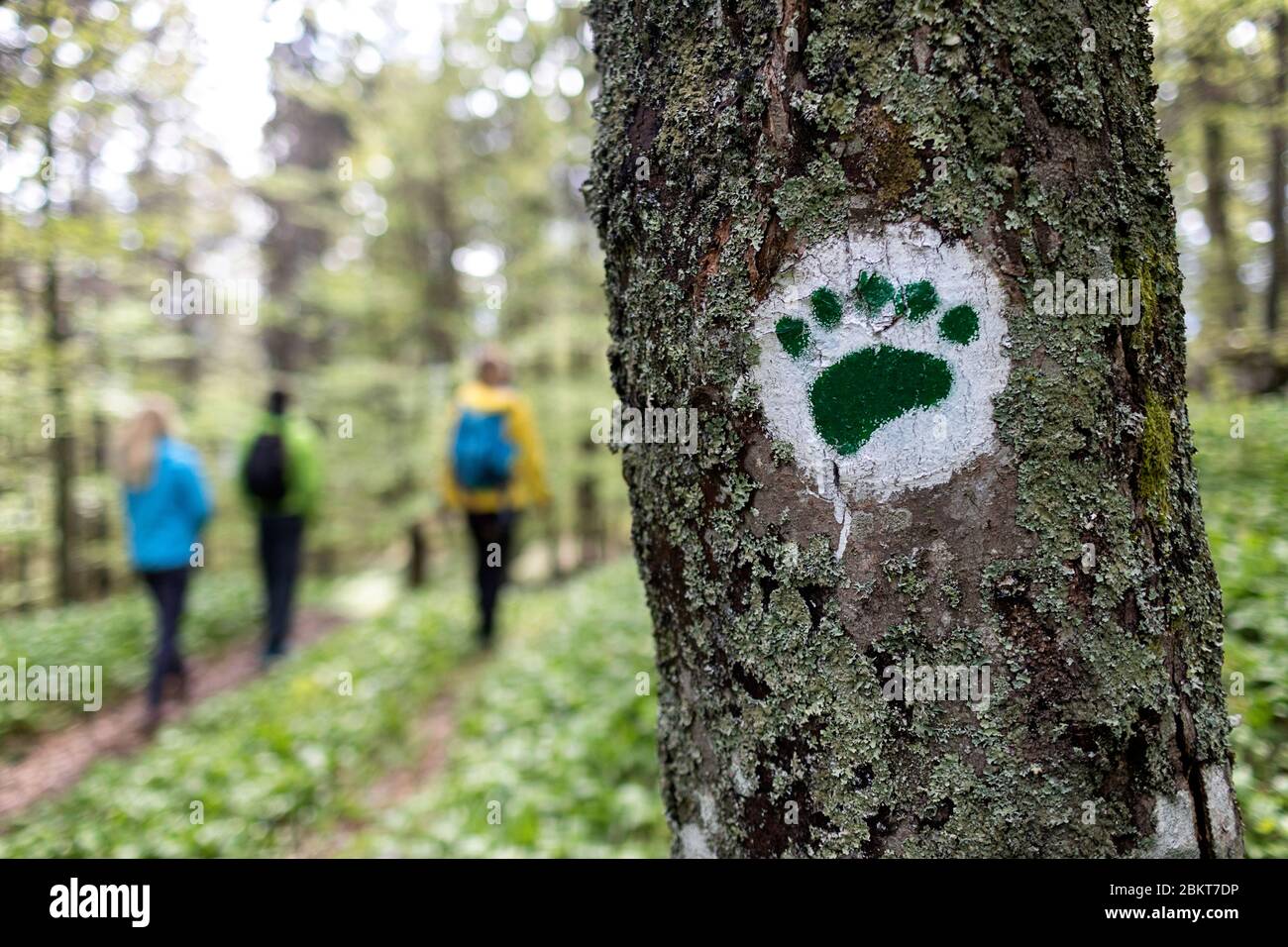 Freunde Wandern im Wald, Wanderzeichen in Form von Bärenpfote auf dem Baum, Kocevski Rog, Kocevje, Slowenien Stockfoto