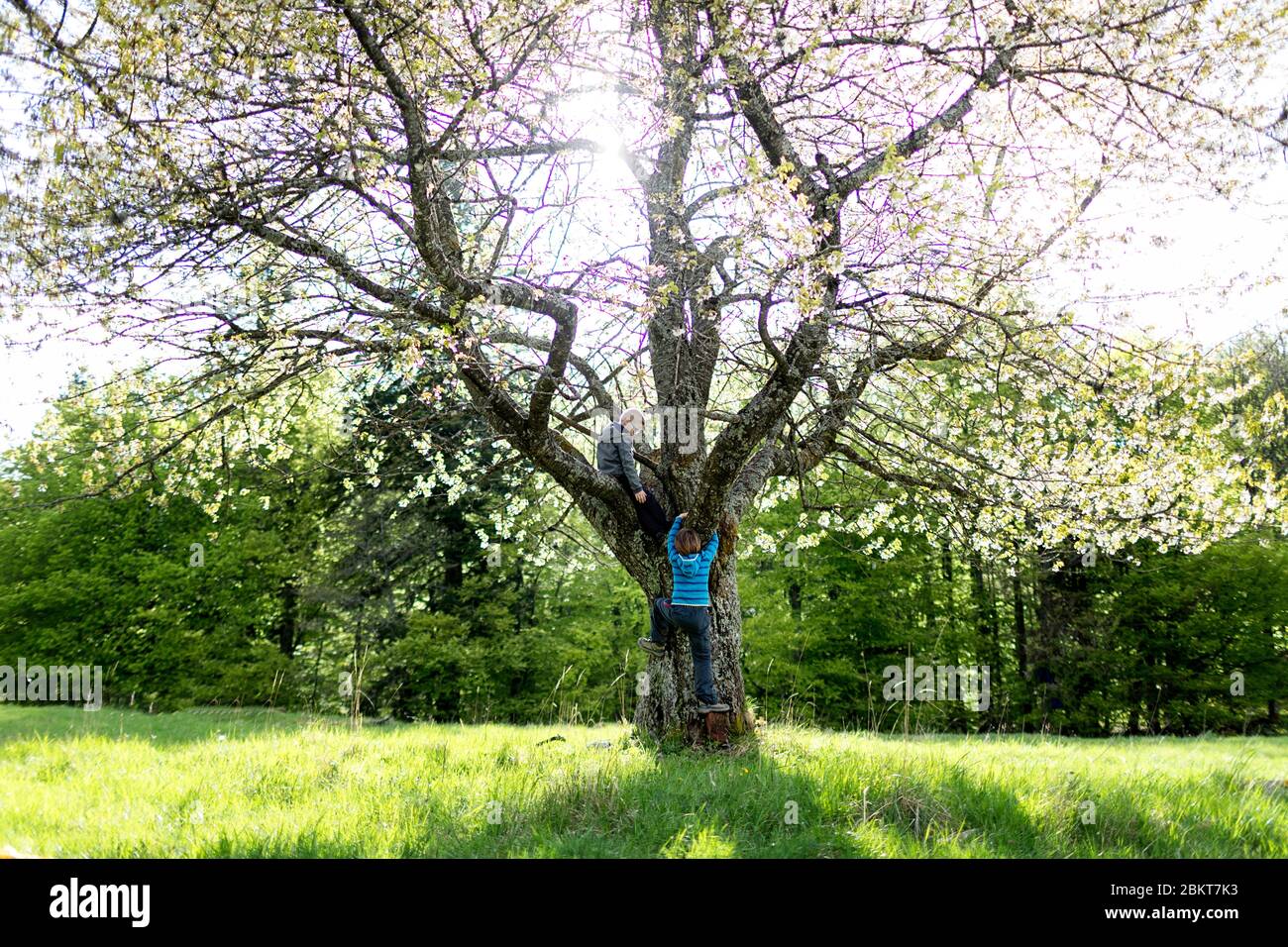 Jungs klettern den Baum hinauf Stockfoto