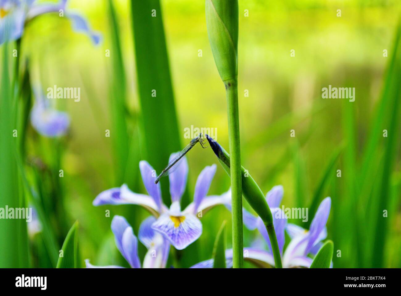 Dragonfl auf einem Grashalm im Park Stockfoto