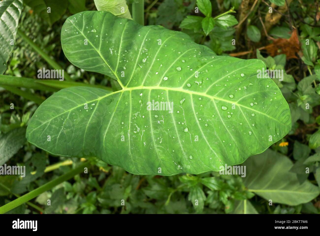 Riesiges Blatt der tropischen Pflanze Colocasia Esculenta mit Tropfen  Wasser gebildet nach Regen auf Blattflche. Sonnenlichtes  Elefantenohrpflanze, auch bekannt als Colocasia Stockfotografie - Alamy