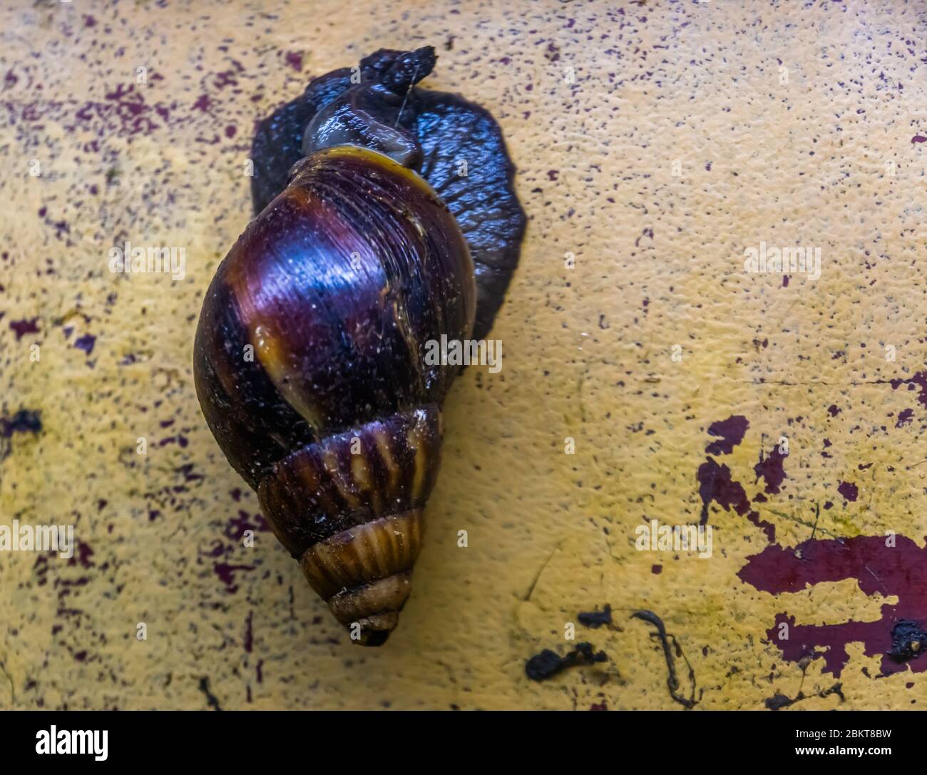 Nahaufnahme einer riesigen afrikanischen Schnecke, eine sehr beliebte tropische Schnecke als Nahrung und Haustier, traditionelle Darbringung in der Candomble-Religion Stockfoto
