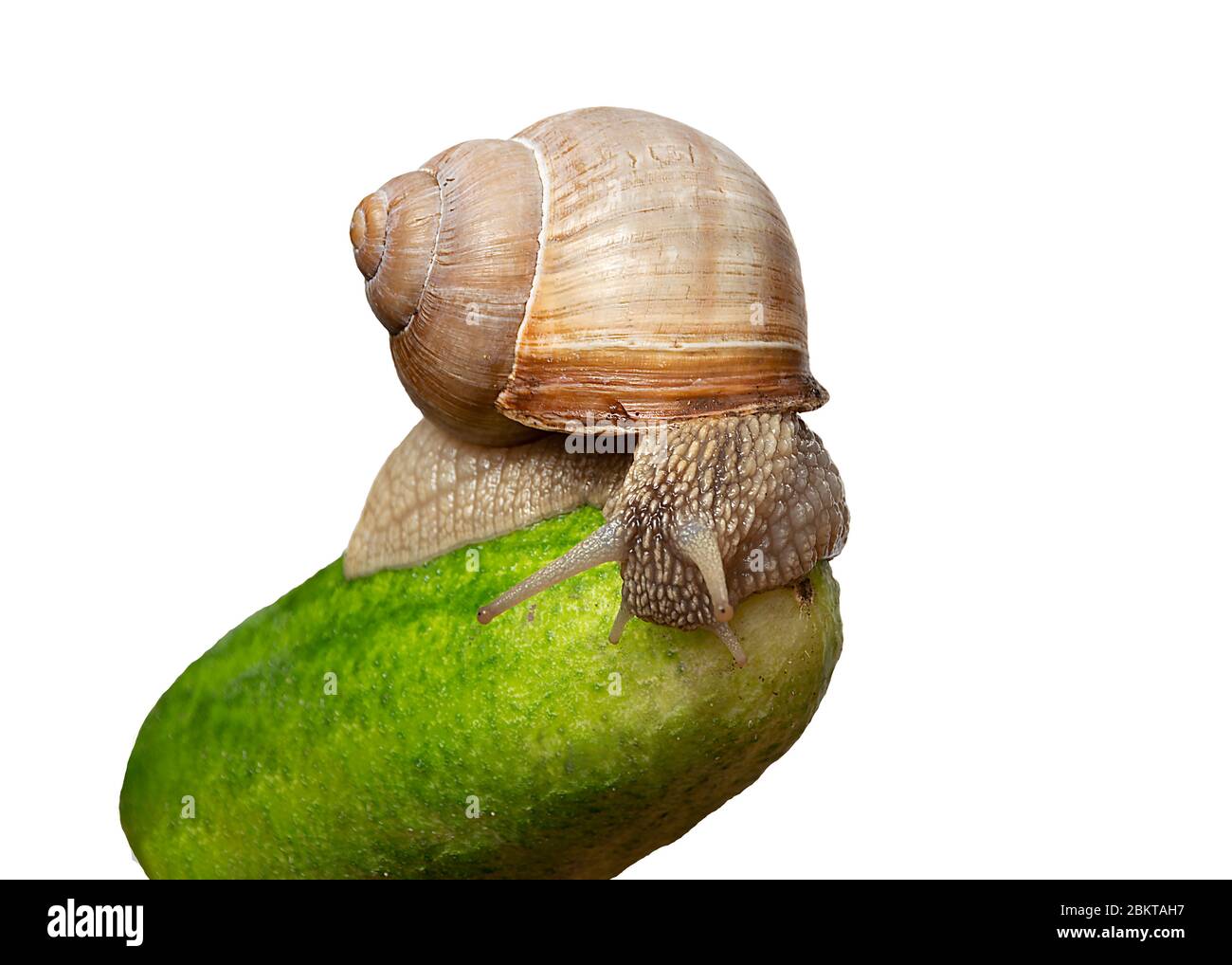 Gartenschnecke auf einer frischen Gurke. Isoliert auf weißem Hintergrund Stockfoto