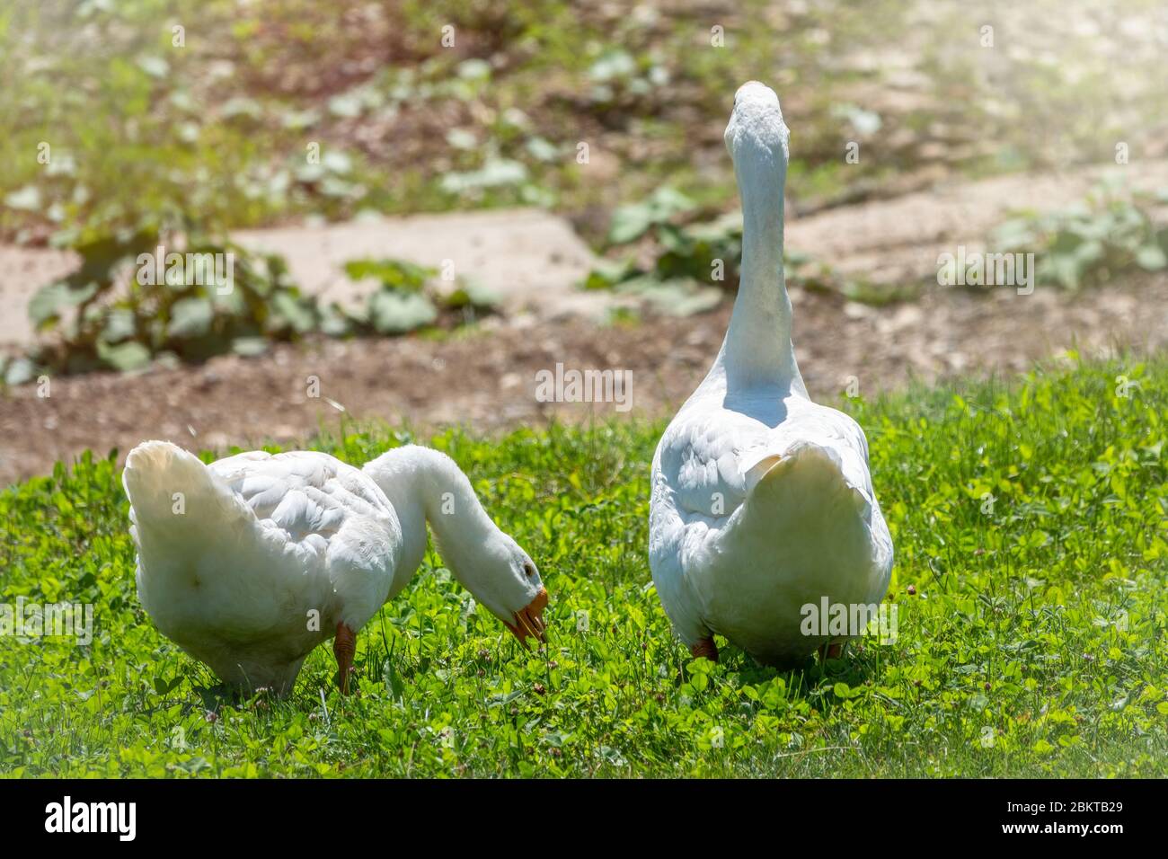 Zwei weiße große Gänse, die friedlich zusammen in grüner Rasenfläche an