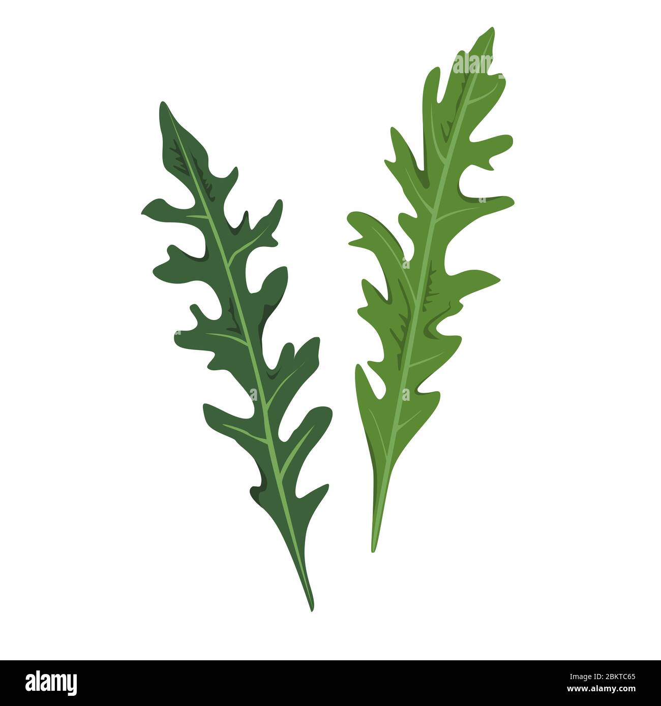 Zwei frische Rucola oder Gartenrakete Blätter. Natürliche grüne Zutat. Kulinarisches Kraut. Flaches Vektordesign Stock Vektor