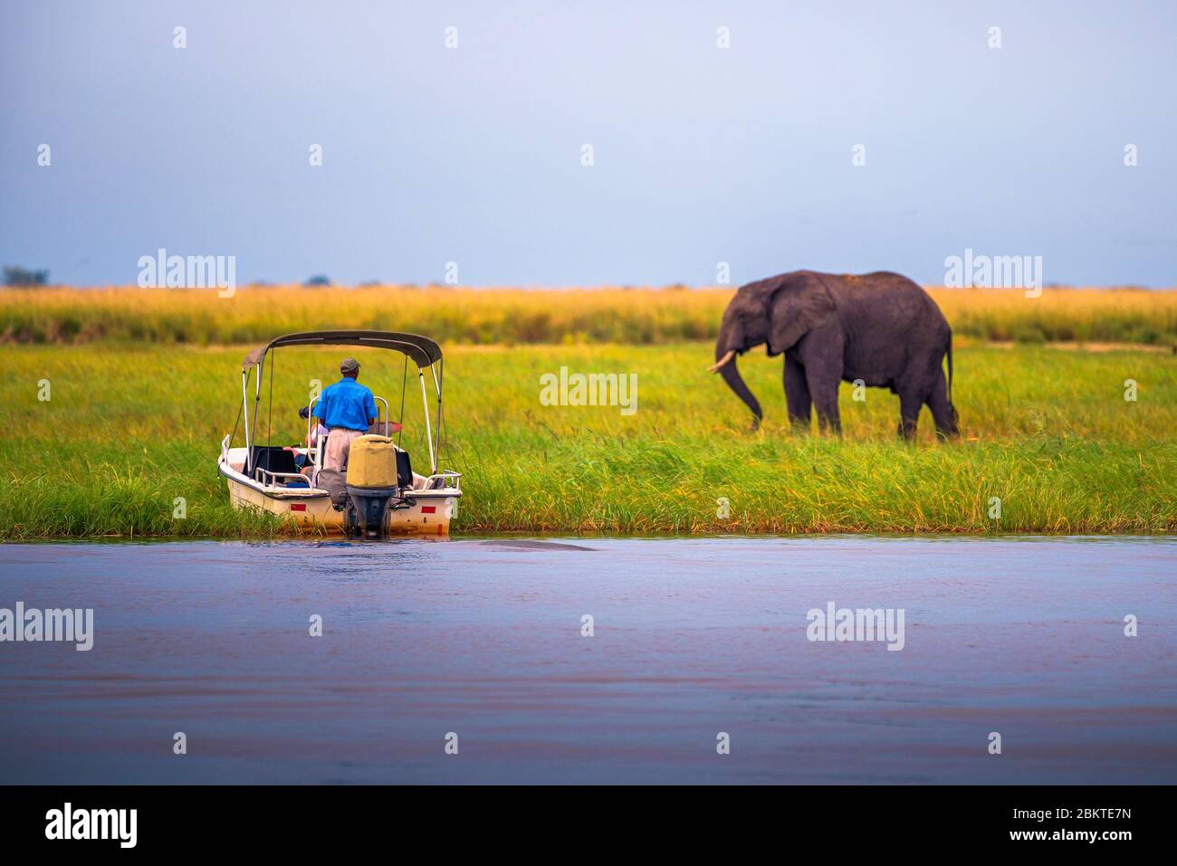 Touristen in einem Boot beobachten einen Elefanten entlang des Chobe River, Botswana, Afrika Stockfoto