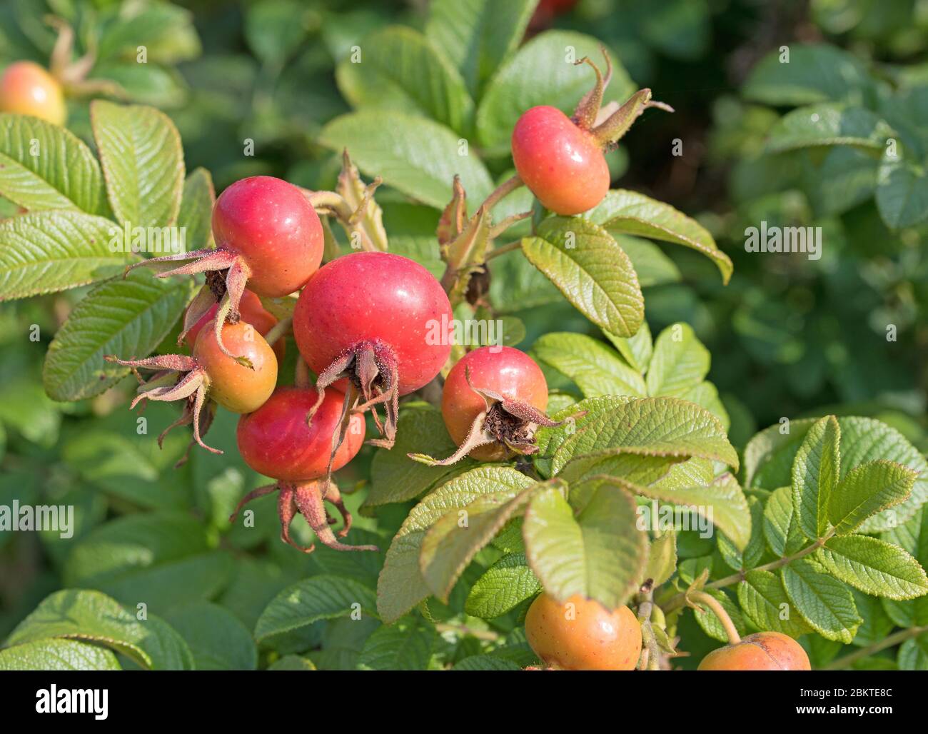 Reife Früchte der Kartoffelrose, rosa rugosa Stockfoto